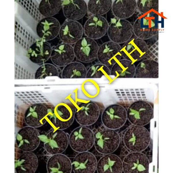 Pot Polos Plastik 8cm-Hitam