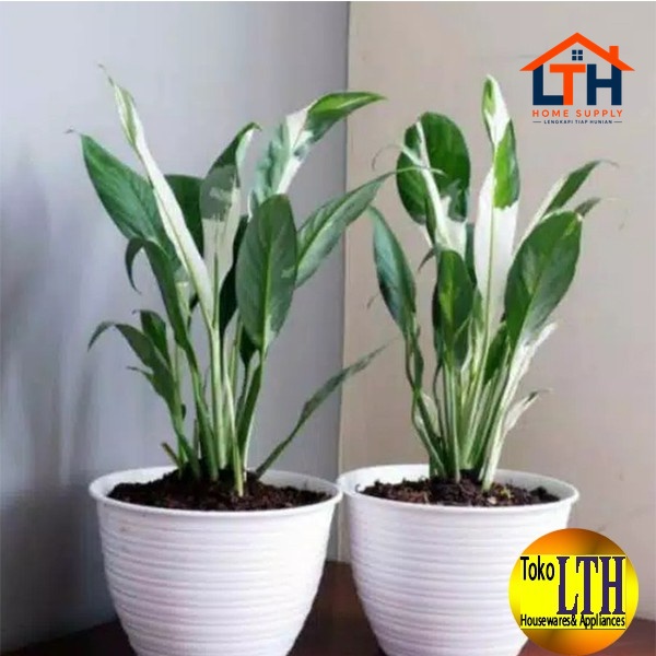 2-568-1.jpg POT TAWON 25 PUTIH / POT BUNGA / POT TANAMAN PUTIH PLASTIK